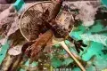 千海水產海鮮火鍋放題