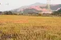犬禾咖啡