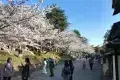 Maruyama Park 圓山公園