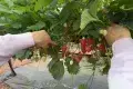 Manor Farm Fruits - Pick Your Own Experience