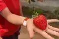 Manor Farm Fruits - Pick Your Own Experience