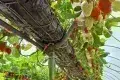 Manor Farm Fruits Pick Your Own Experience