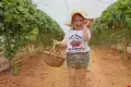 Manor Farm Fruits Pick Your Own Experience