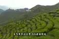 Cameron Highlands 金馬崙高原