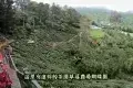 Cameron Highlands 金馬崙高原