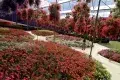 Cameron Highlands 金馬崙高原