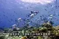 Sipadan Island 西巴丹島