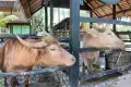 Kampung Agong 阿貢村