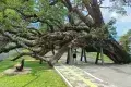 Taiping Lake Gardens 太平湖公園