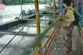 Kuala Sepetang 太平十八丁