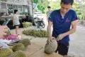 Durian Hill Penang 榴槤山
