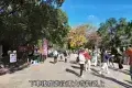 Nara Park 奈良公園