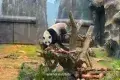 海洋公園