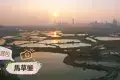 馬草壟