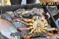 Restaurants de Grillade de Poissons