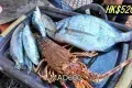 Restaurants de Grillade de Poissons