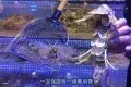 青蓬海上撈蒸品海鮮城(萬象城店)