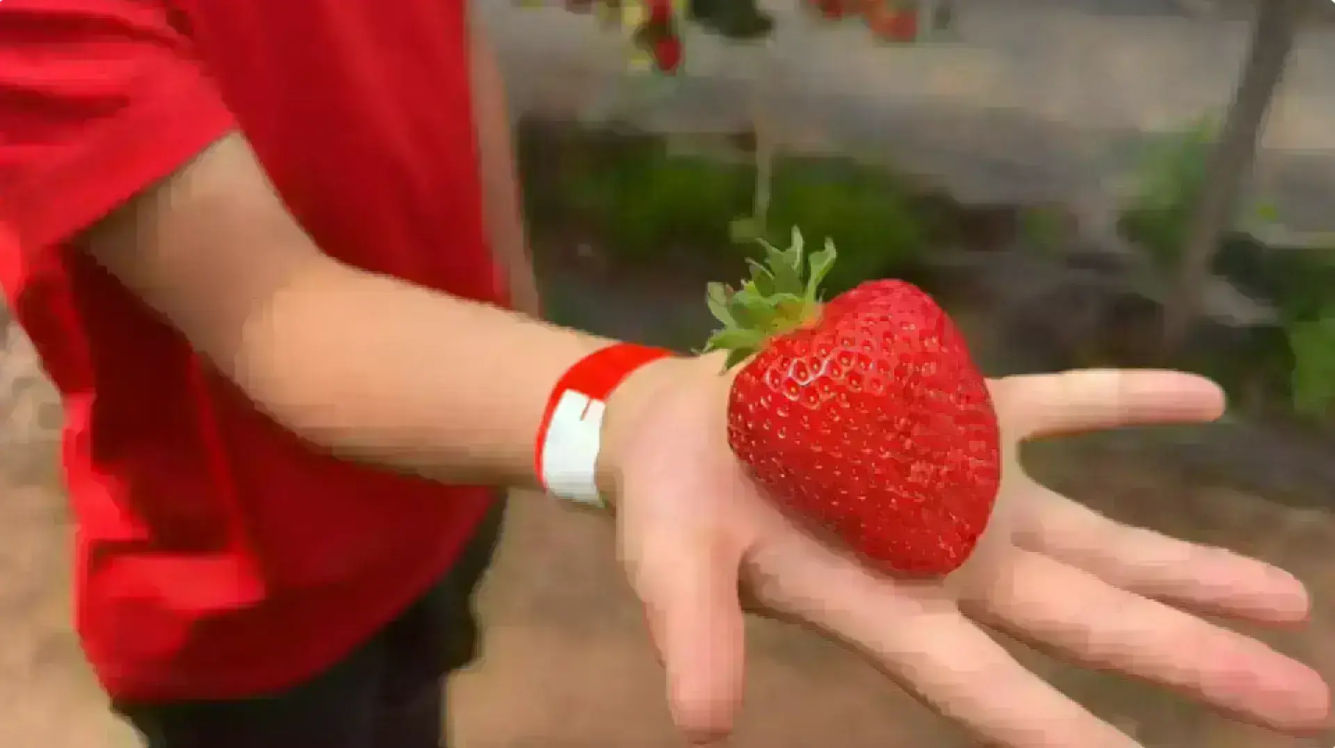 Manor Farm Fruits - Pick Your Own Experience