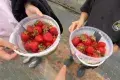 Manor Farm Fruits - Pick Your Own Experience