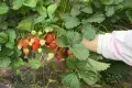 Manor Farm Fruits - Pick Your Own Experience
