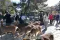 Nara Park 奈良公園