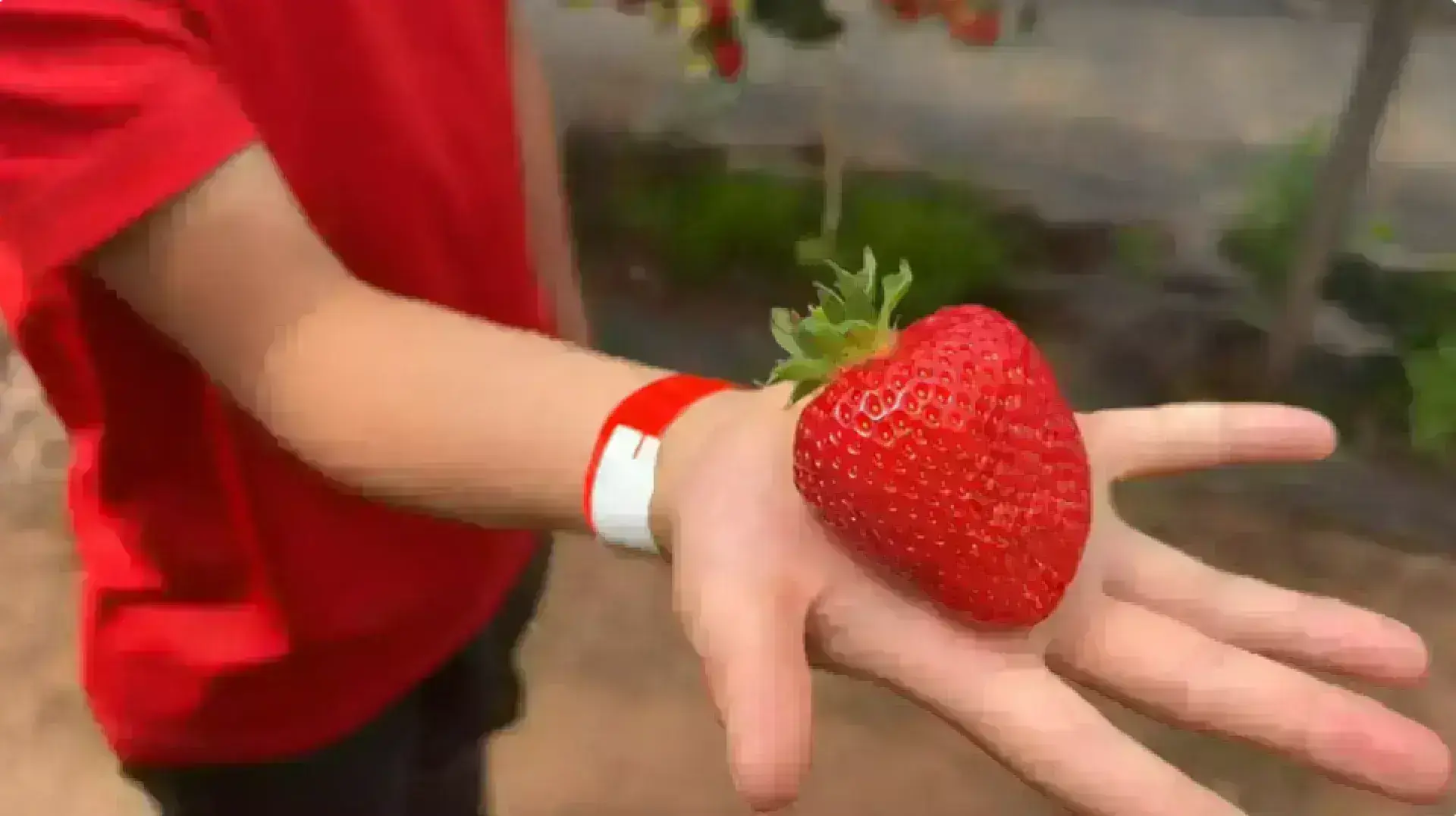 Manor Farm Fruits - Pick Your Own Experience