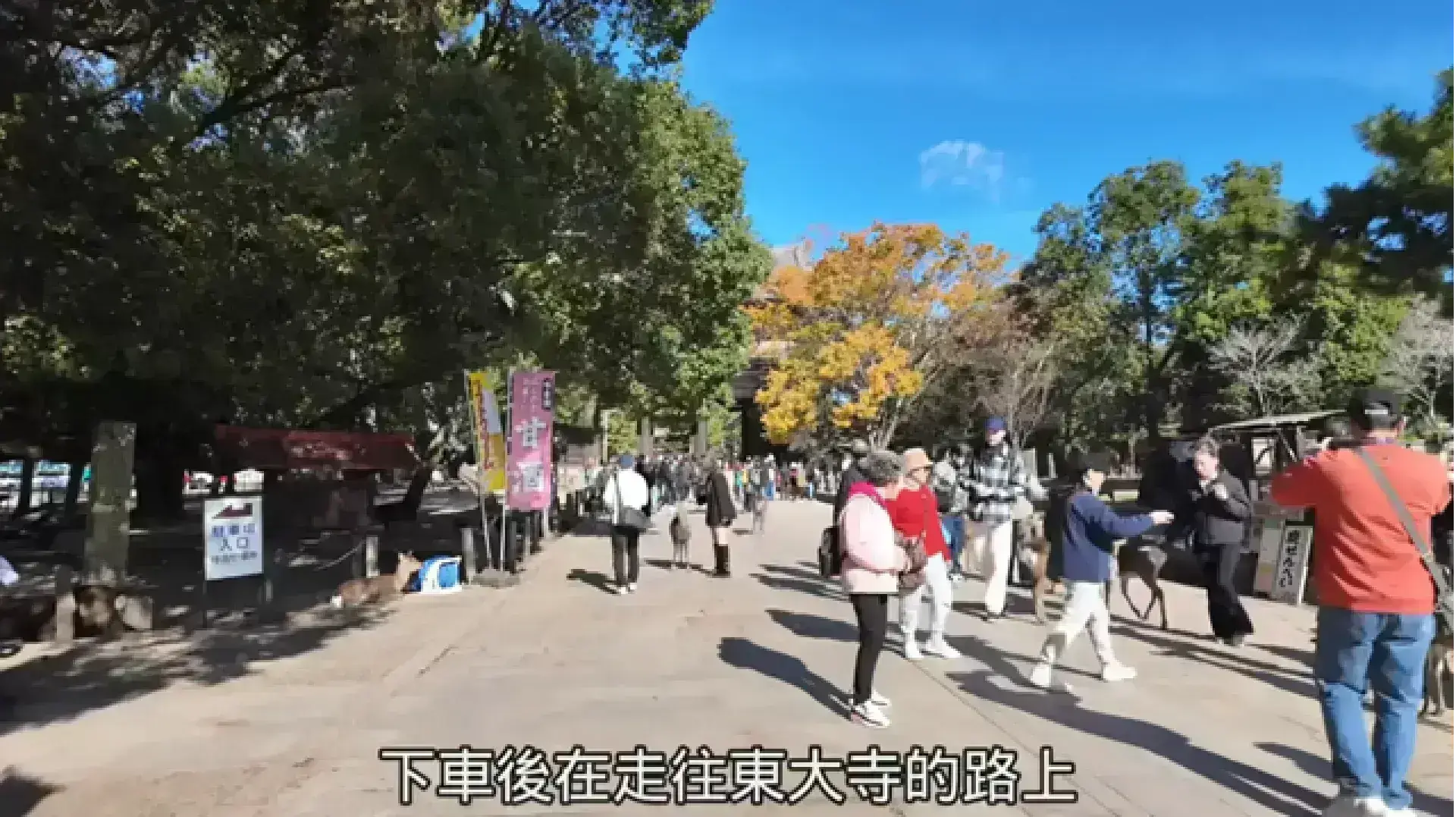 Nara Park 奈良公園